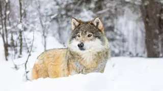 Волк напал на жительницу Костанайской области