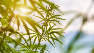 Англичанина арестовали после случайно показанного полицейскому видео