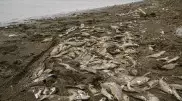 Причины массовой гибели рыбы в Казахстане ищут ученые Назарбаев Университета