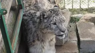 О судьбе снежного барса с фото рассказал эколог