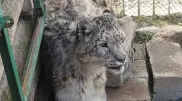 О судьбе снежного барса с фото рассказал эколог