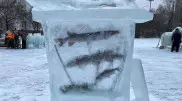 Ледовый городок с замороженной рыбой строят в Петропавловске