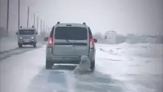 Привязанную к машине собаку протащили по трассе в Экибастузе