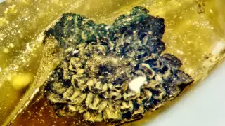 Древний цветок поможет ученым узнать судьбу Австралии и Мьянмы