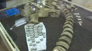 Ученые просят защитить найденные в Казахстане останки динозавров