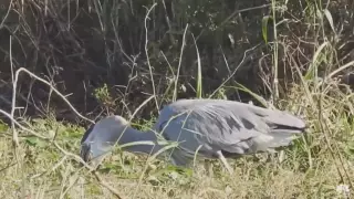 Проглатывающая аллигатора цапля попала на видео