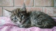 На 5,8 миллиона хотят штрафовать казахстанцев за жестокость к животным