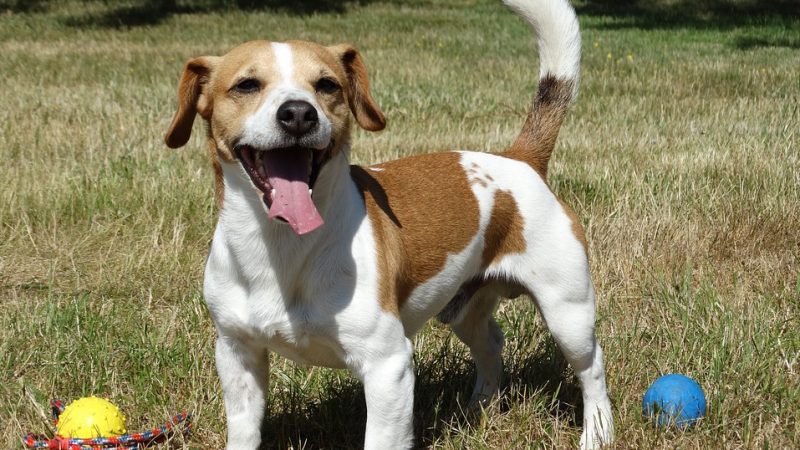 Собака породы джек-рассел. Иллюстративное фото с сайта pixabay.com