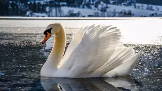 Почти на час задержали поезда из-за скорбящего лебедя в Германии