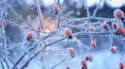 Сильные морозы ожидаются в пяти областях