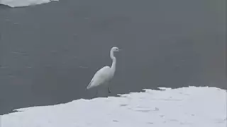 "Просим не обижать": в Алматы сняли на видео белую цаплю