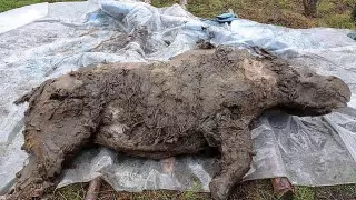 Неожиданную находку сделали ученые в Сибири