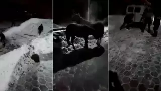 Спасатели Семея вызволили лошадей, застрявших в морозы на реке  