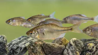 Комитет рыбного хозяйства создан в Казахстане