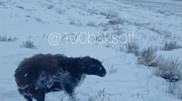 Замерзшую насмерть овцу сняли на видео в Алматинской области
