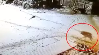 Мужчина голыми руками задушил огромного волка