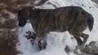 Не могли так замерзнуть - врач о собаках из видео в Алматинской области