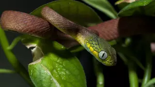 Ученые открыли новый способ передвижения змей