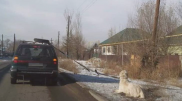 "Пена изо рта". Еще одну собаку протащили по дороге в Казахстане