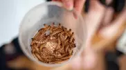 Мучных червей намерены использовать в продуктах питания в Европе