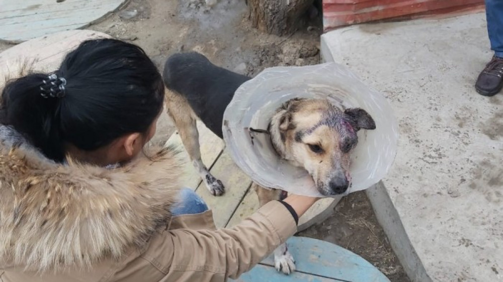Собака, которую водитель протащил по улицам Атырау, уедет в Алматы