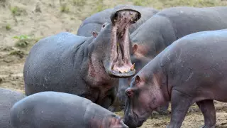 Об опасности "кокаиновых" бегемотов Пабло Эскобара рассказали ученые