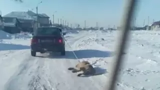 Собаку привязали к машине и протащили по дороге близ Нур-Султана
