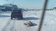 Собаку привязали к машине и протащили по дороге близ Нур-Султана