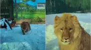 Игры львенка Симбы в снегу сняли на видео в зоопарке Алматы