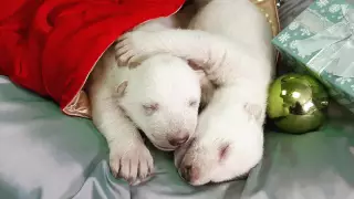 Белых медвежат впервые выхаживают в России