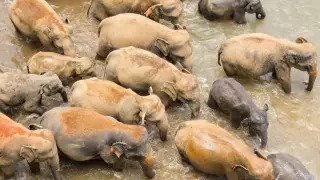 Ученые подсчитали слонов из космоса