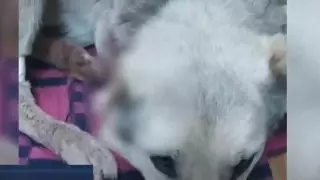 Задержан мужчина, отстреливший ухо собаке под Нур-Султаном