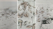 Видео с мертвой рыбой на Балхаше возмутило казахстанцев