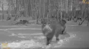Семья диких кабанов попала в фотоловушку в нацпарке "Бурабай"