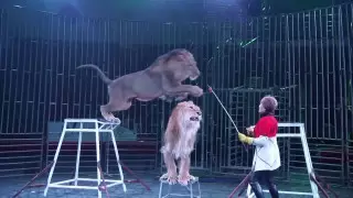 Цирк Шымкента отказался от животных: что с ними станет