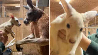 Белый кенгуру родился в зоопарке Нью-Йорка