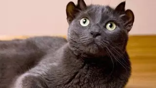 "Четыре уха, два хвоста". 15 домашних питомцев, которых любят несмотря ни на что