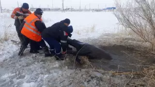 Обессиленную лошадь спасли из ледяной воды в Аркалыке