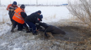 Обессиленную лошадь спасли из ледяной воды в Аркалыке