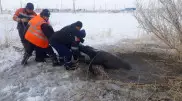 Обессиленную лошадь спасли из ледяной воды в Аркалыке