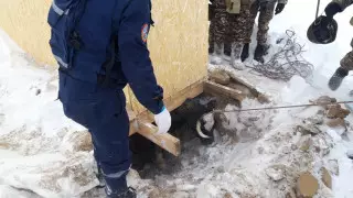 Спасатели Семея вызволили корову из выгребной ямы, где животное провело более суток