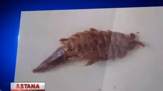 Неопознанное существо выловила в банке с килькой жительница Акмолинской области