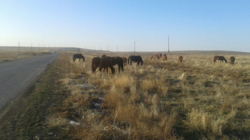 Пограничников судят за кражу скота в Туркестанской области