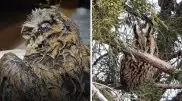 "Нашли в грязи": историю спасения совы рассказал алматинец