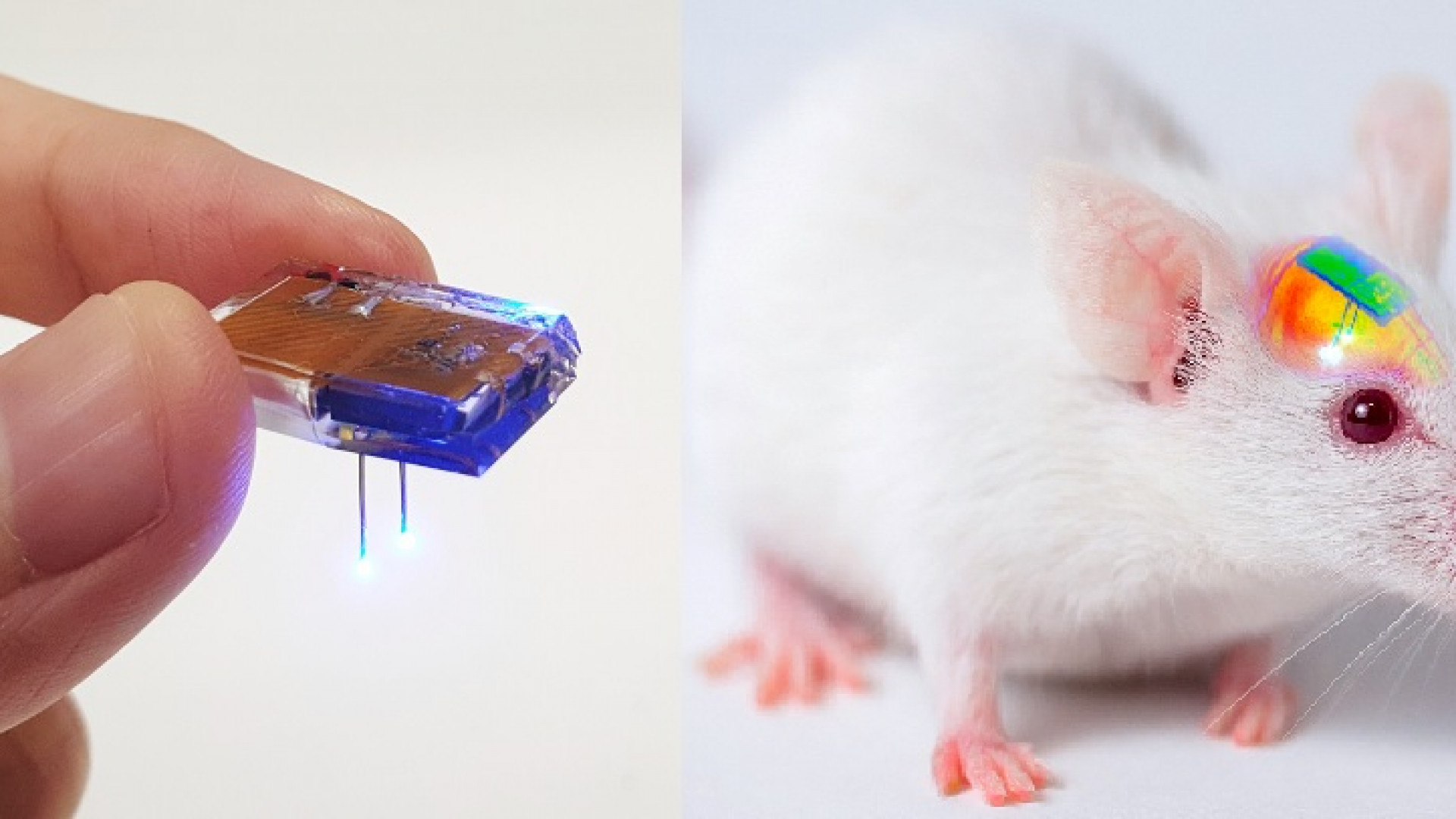 Создание мыши. Лабораторные мыши. Мышка Живая. Мышка с микрочипом. Мягкая мышка с микрочипом.