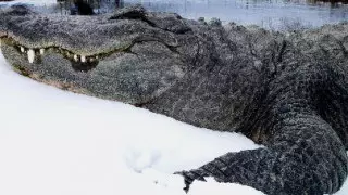 Реакцию аллигатора, впервые увидевшего снег, сняли на видео в США