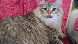 Сила материнского инстинкта: кошка с тяжелой травмой вернулась к котятам в Экибастузе