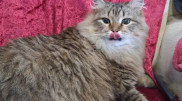Сила материнского инстинкта: кошка с тяжелой травмой вернулась к котятам в Экибастузе