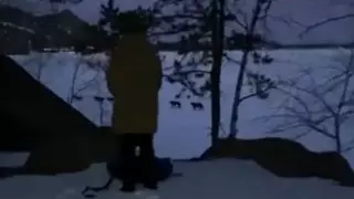 Стаю волков сняли на видео в Боровом