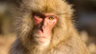 Илон Маск успешно имплантировал чип в мозг обезьяны